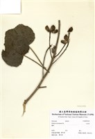 藏品(山芙蓉)的圖片